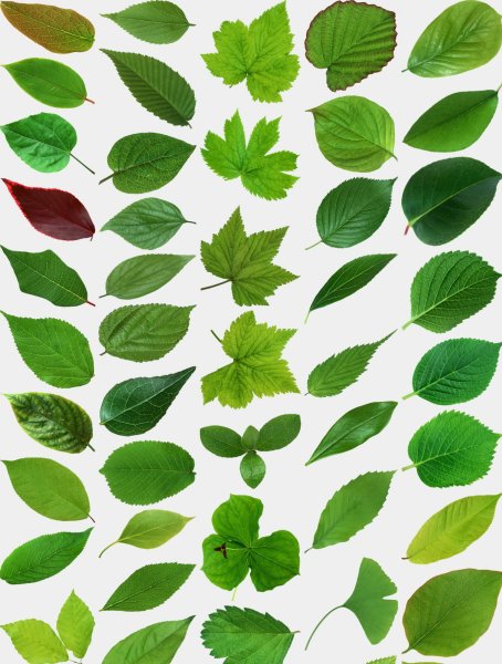 Листья деревьев