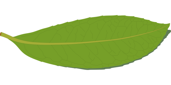 Вытянутые листья