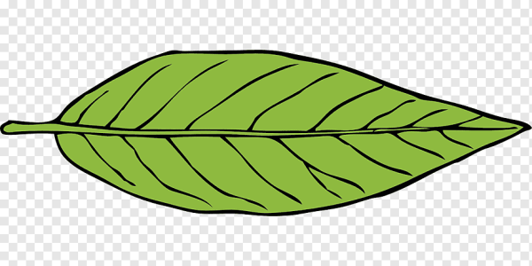 Продолговатые листья