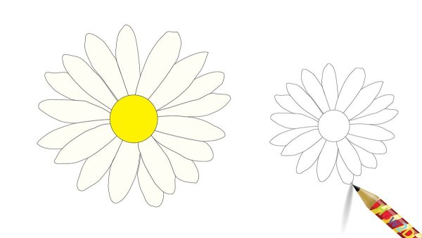 Ромашка рисунок