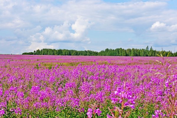 Смоленск поля кипрея