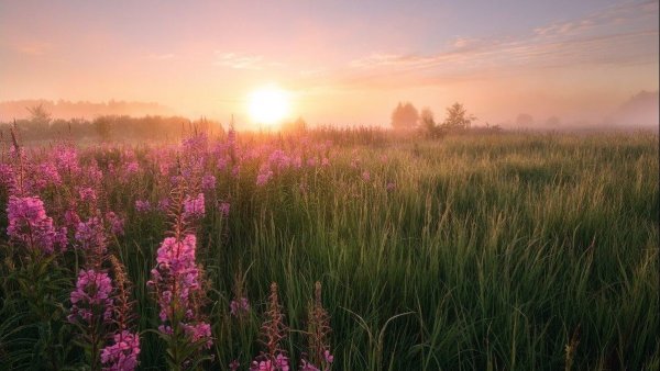 Раннее летнее утро