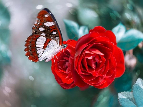 Чапек голубая Хризантема