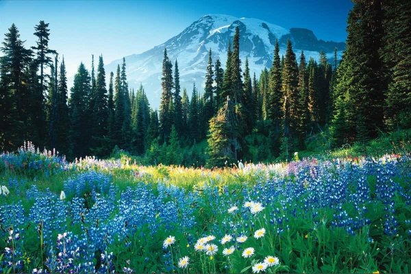 Альпийские Луга Южной Америки