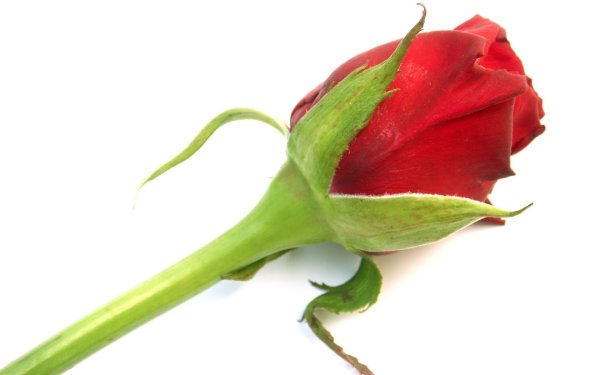 Бутон красной розы
