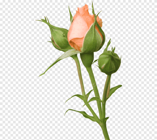 Бутон розы на прозрачном фоне