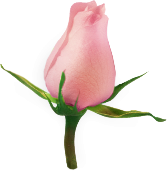 Бутон на белом фоне