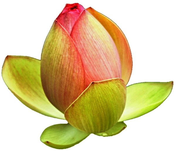 Бутон на белом фоне