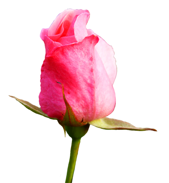 Бутон розовой розы