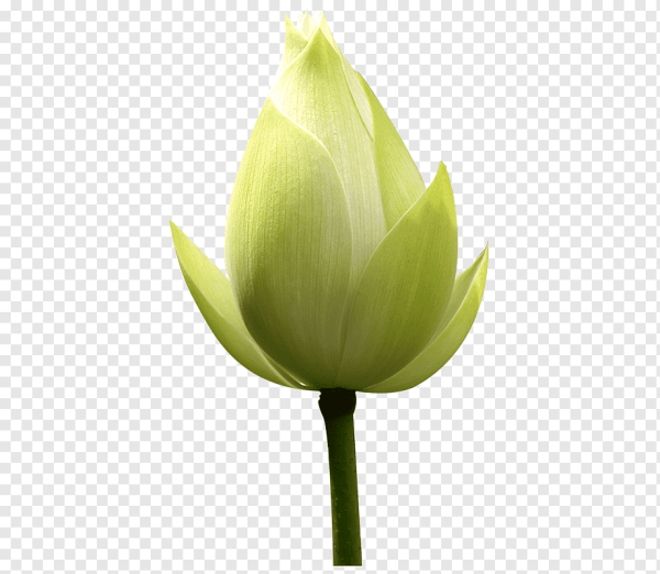 Бутон на прозрачном фоне