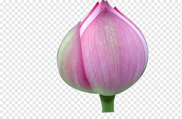 Лепестки тюльпанов на прозрачном фоне