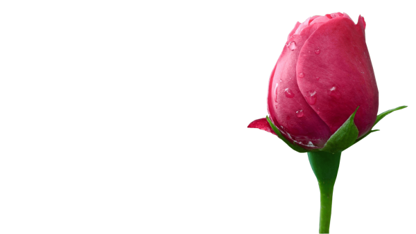 Бутон тюльпана на белом фоне