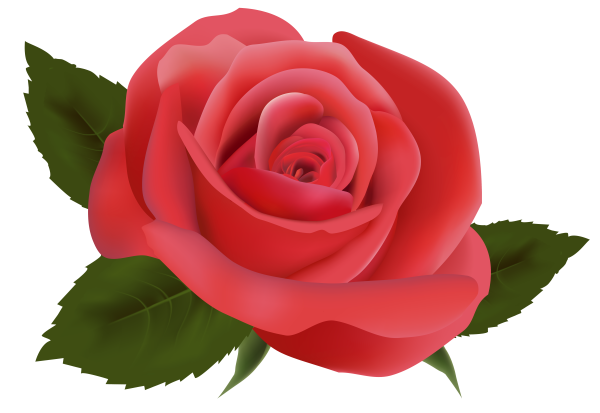 Бутон розы на прозрачном фоне