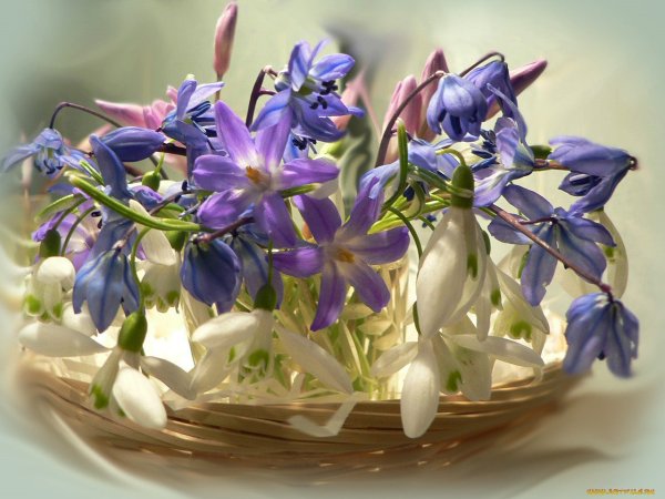 Пионы, левкои, тюльпаны, гиацинты