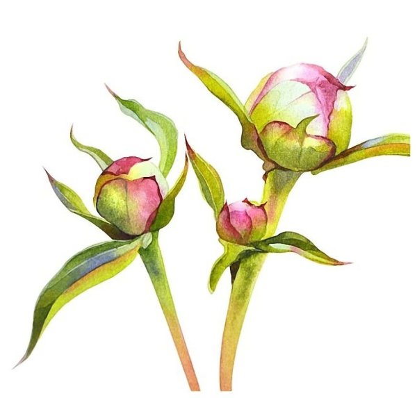 Бутоны цветов акварель