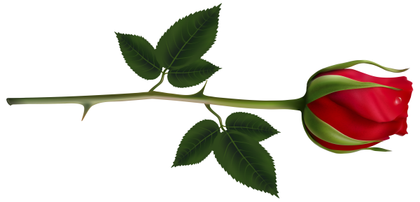 Розы на прозрачном фоне