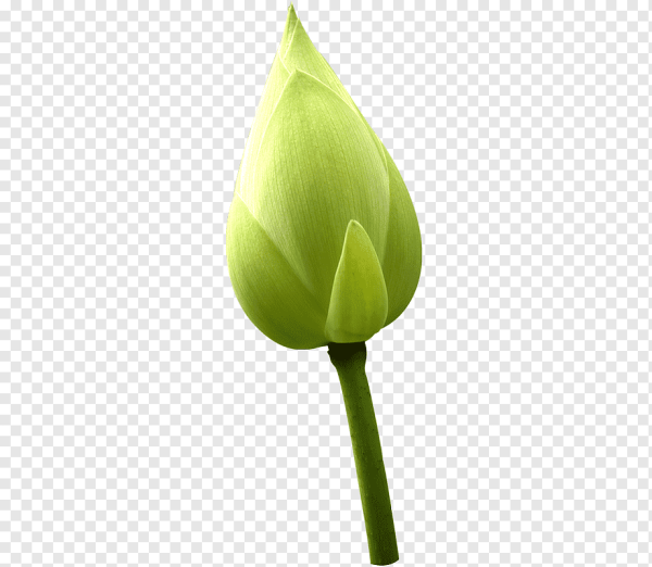 Бутон на белом фоне