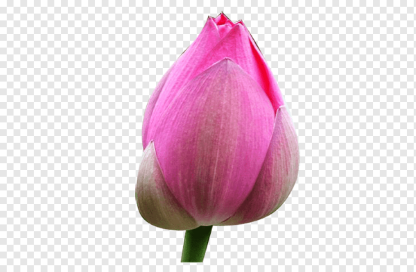 Бутон на белом фоне