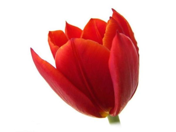 Красные тюльпаны на белом фоне