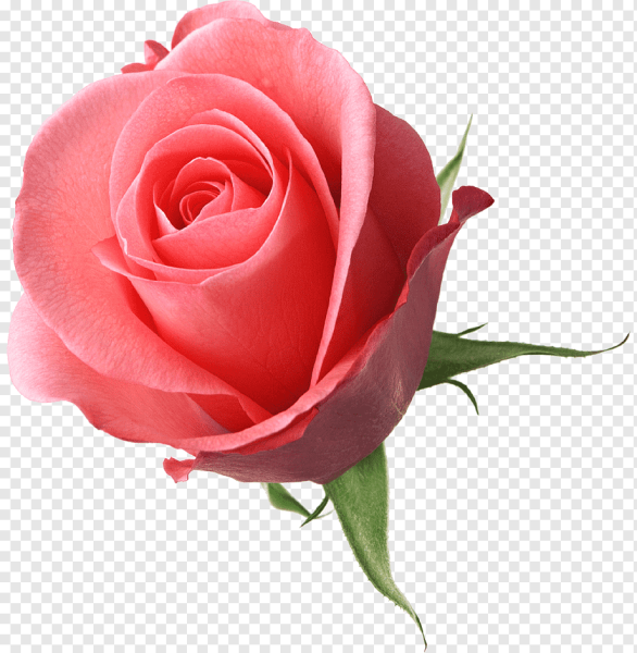 Роза Пинк айс