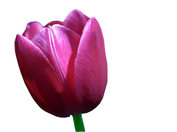 Бутон тюльпана на белом фоне