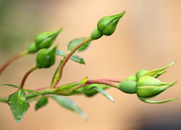 Бутон розы садовой "White"