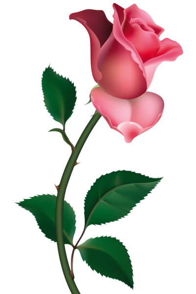 Одиночные цветы на прозрачном фоне