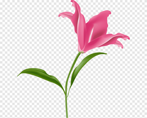 Цветок со стеблем на белом фоне