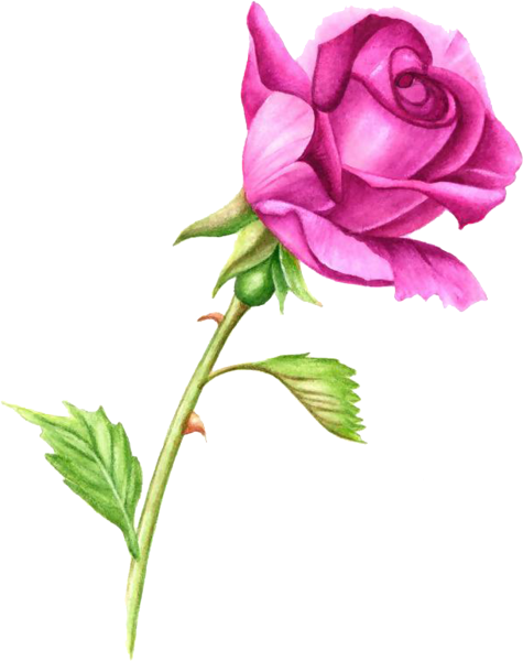 Розы мультяшные