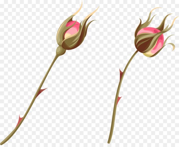 Бутон акварель