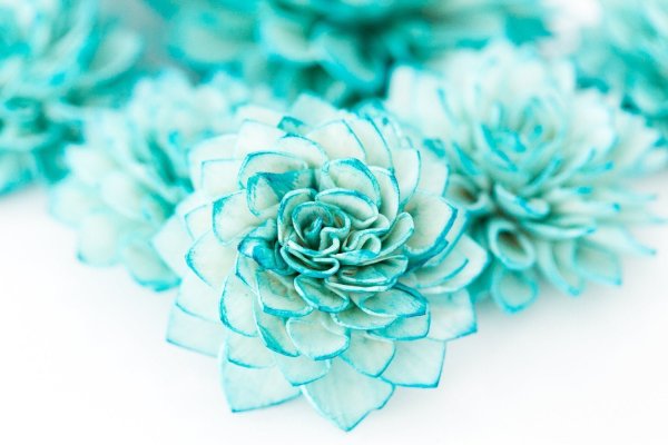 Цветы бирюзового цвета