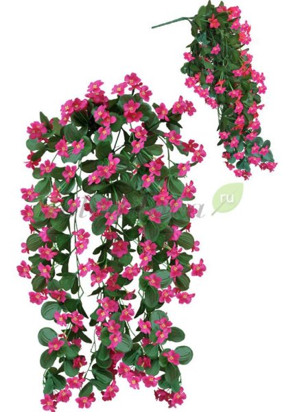 Фиалка вьющаяся ампельная