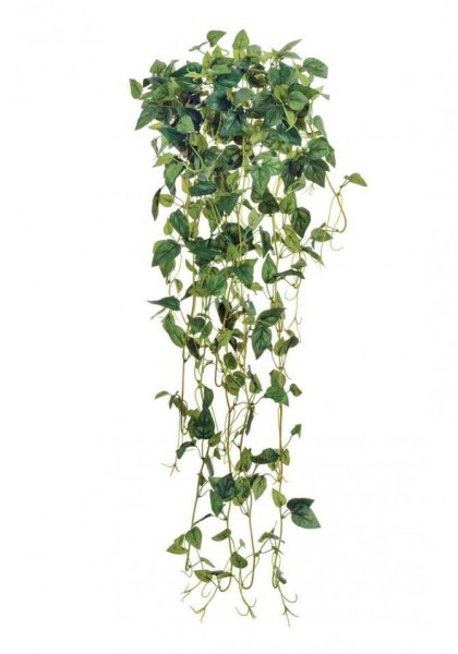 Эйер Филодендрон зеленый ампельный