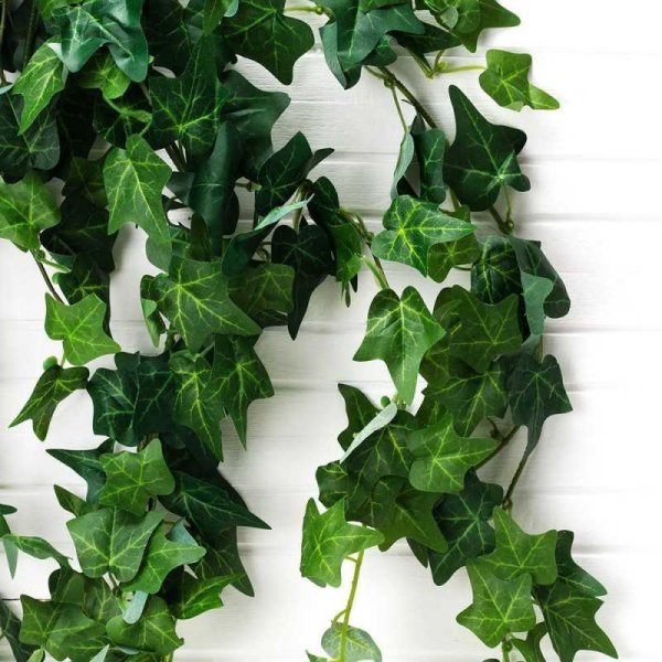 Хедера Лиана плющ