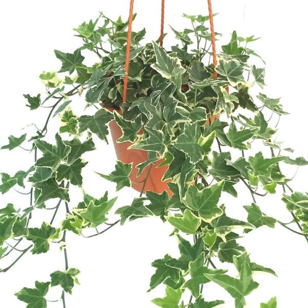 Клементин Вьюн