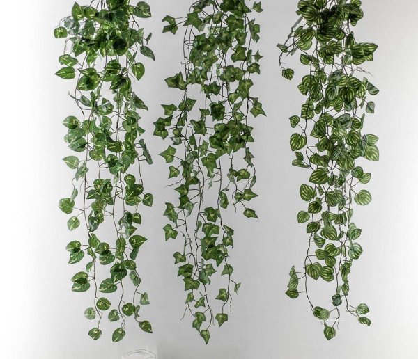 Ампельные лианы