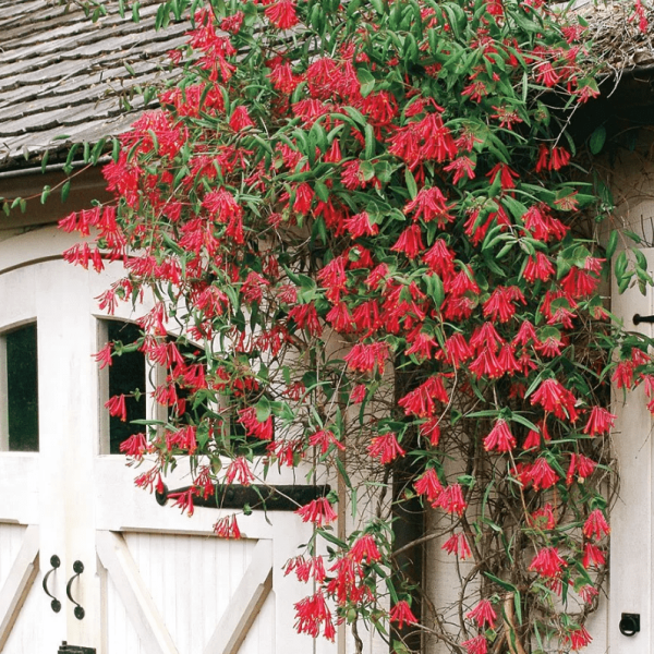 Жимолость Брауна Дропмор Скарлет