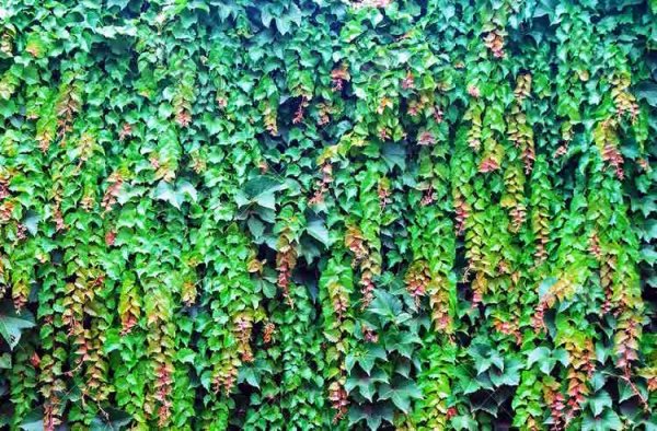 Плетистая Лиана