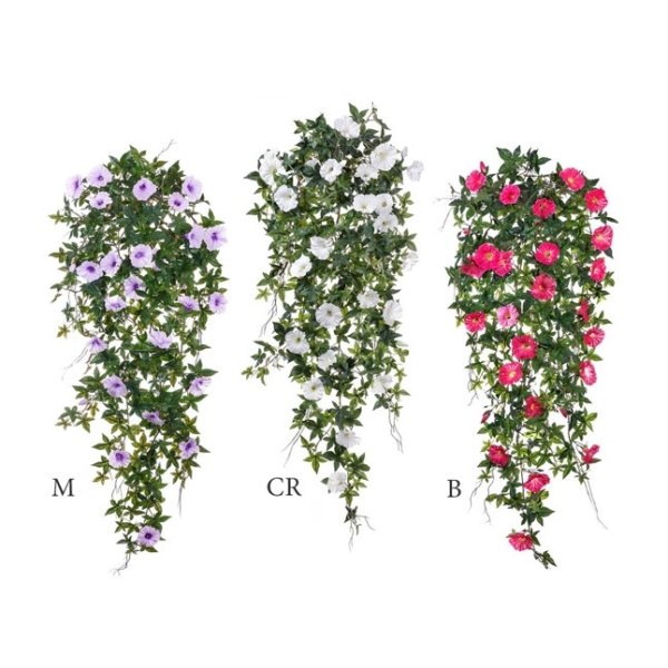 Ипомея ампельная