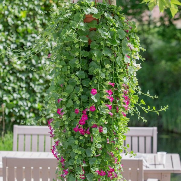 Лофос ампельная глоксиния