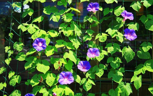 Ипомея Нил Кайкио-Заки