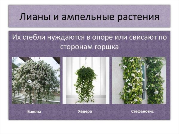 Комнатные растения лианы и ампельные растения