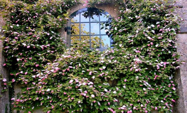 Растение Лиана актинидия