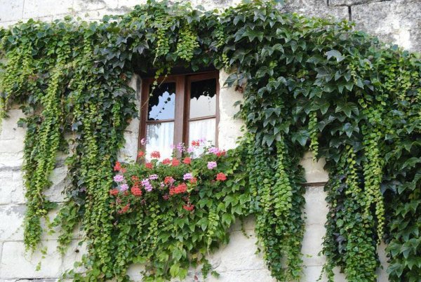 Плющевидная Лиана