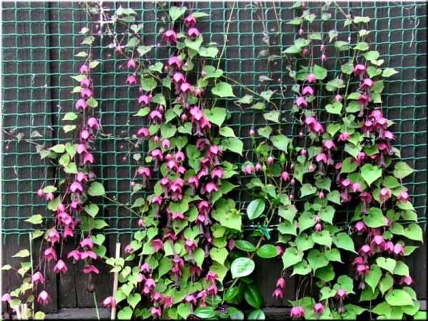 Лиана Родохитон