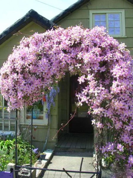 Клематис Ян Павел