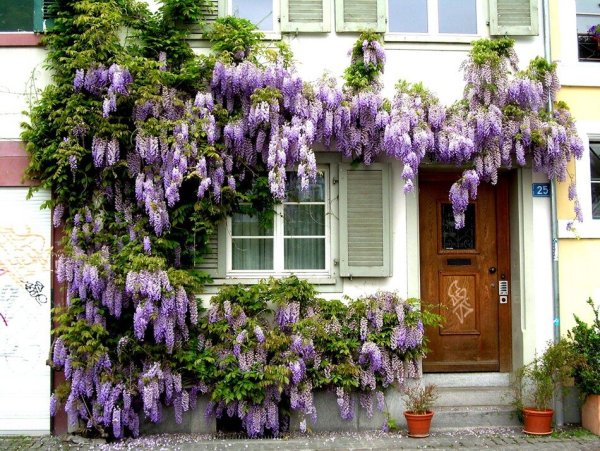 Лиана сиреневая Глициния