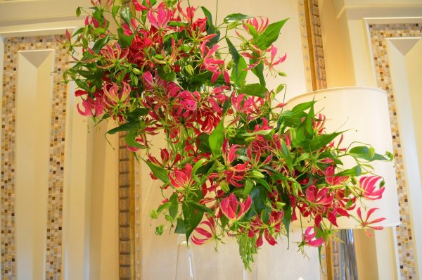 Глориоза великолепная комнатная