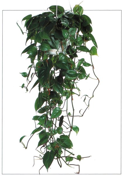 Филодендрон лазающий