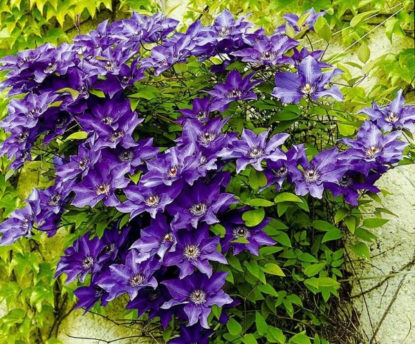 Клематис Блю Эксплоужен